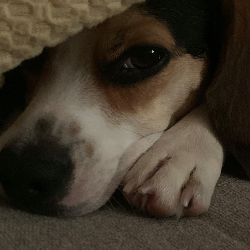 Meet your Posher, Lucy